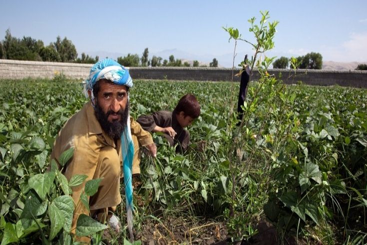 Farmer Hashim Sherzad has planted 133 new trees, earning him extra income to support his family. Graham Crouch/World Bank